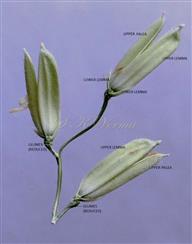  Raceme- a part-bearing spikelets